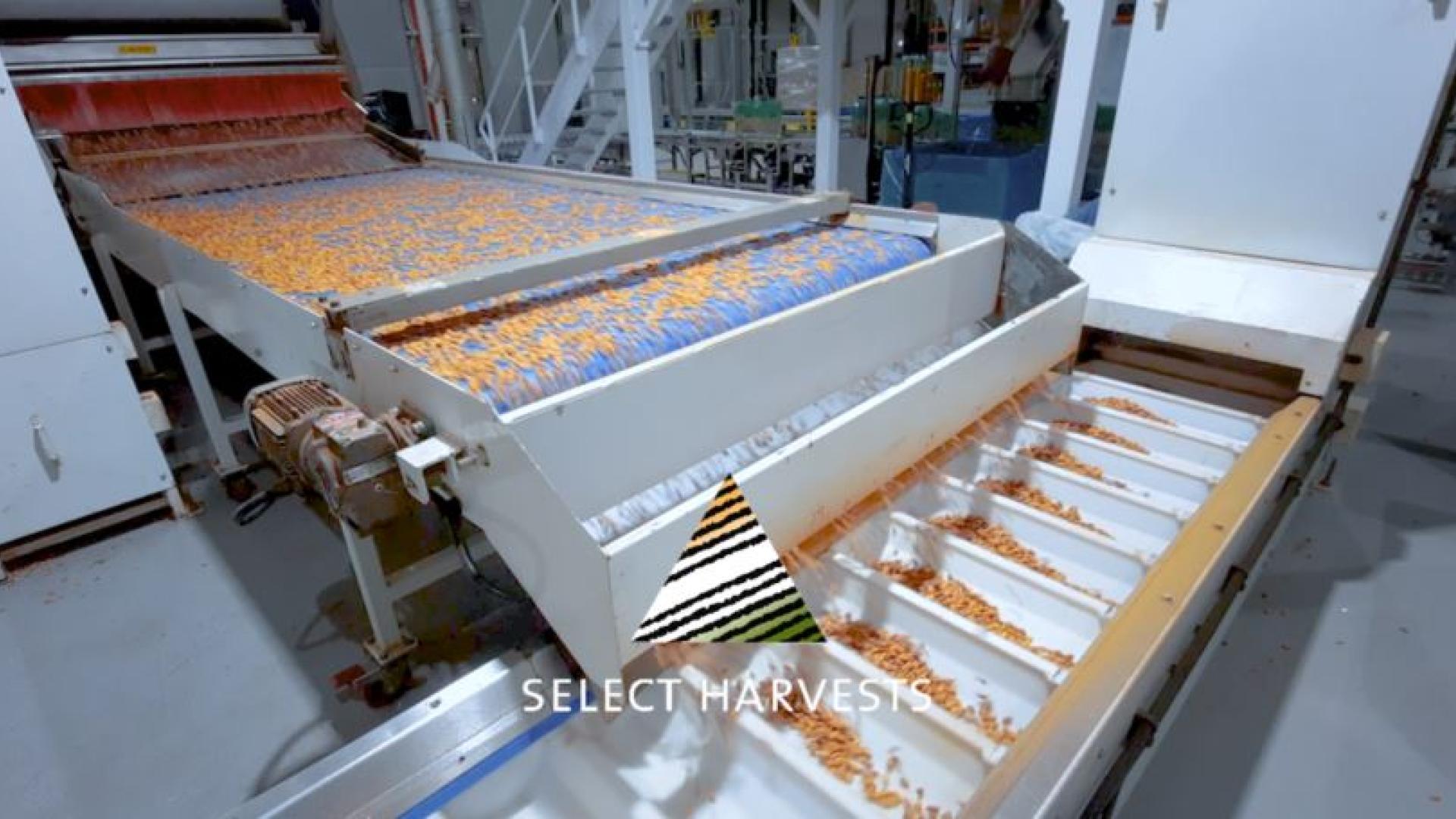 Automated walnuts packaging line made by Pattyn
