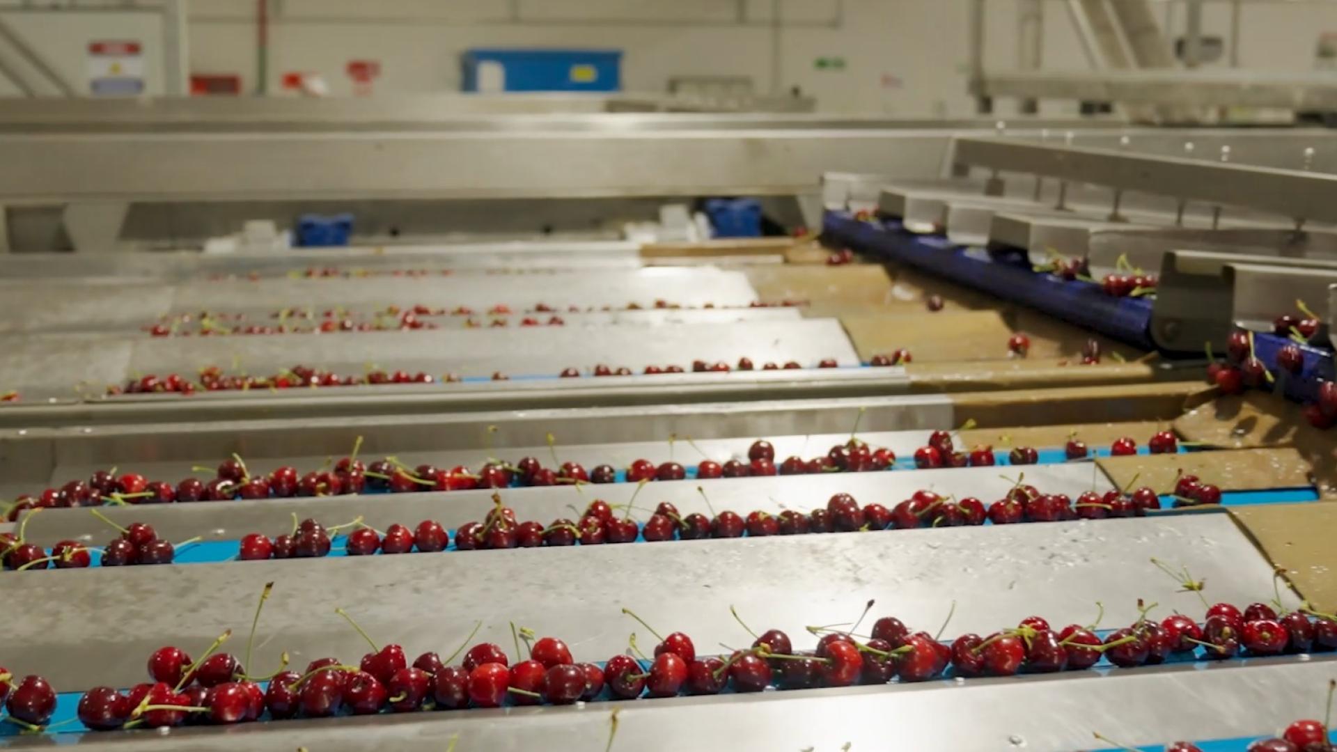Thumbnail Copefrut cherry automation line