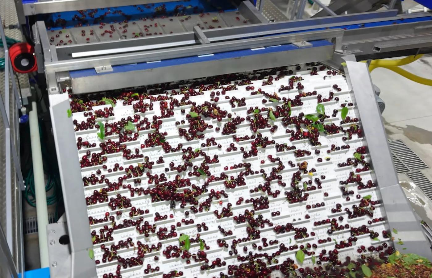 Customer story Garces chose Pattyn to automate its cherry packaging operations